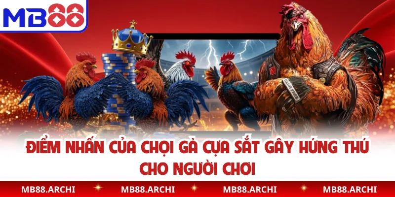 Điểm nhấn của chọi gà cựa sắt gây hứng thú cho người chơi